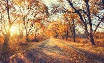 Autumn forest beautiful forest with country road at sunset colorful landscape with trees rural road yellow leaves sun and blue sky travel autumn background magic forest with vibrant foliage