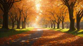 A large fall park with beautiful streets bike paths the best place for a walk