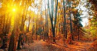 Panorama of a mixed forest at autumn sunny day Stock Photo