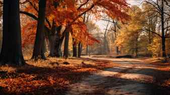 An image of a dirt road in the middle of an autumn forest Stock Photo