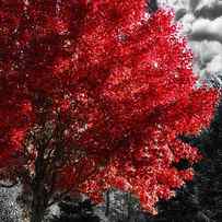 Red Tree by Mindy Sommers