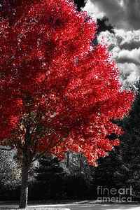Wall Art - Painting - Red Tree by Mindy Sommers