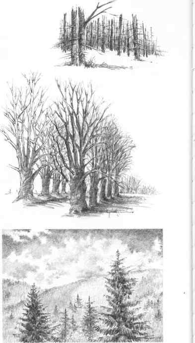 Perspective Tree Drawing