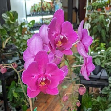 Orchids For Sale Online