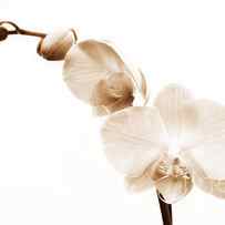White Orchid by Mindy Sommers