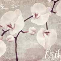 Pink Orchids by Mindy Sommers