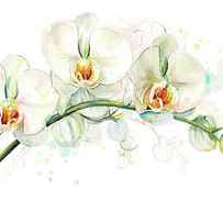 White Orchids by Patricia Pinto