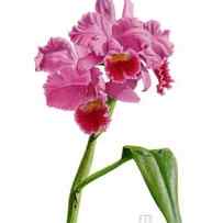 Orchid - Lc. Culminant la tuilerie by Richard Harpum