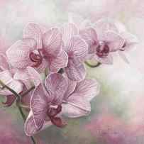 Graceful Orchids by Lucie Bilodeau