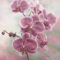 Elegant Orchids by Lucie Bilodeau