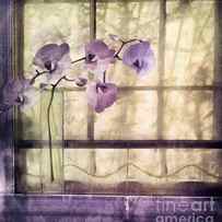 Window Orchids by Mindy Sommers