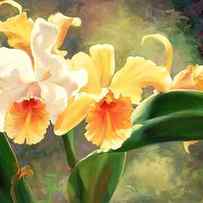 Hibel Orchids by Laurie Snow Hein