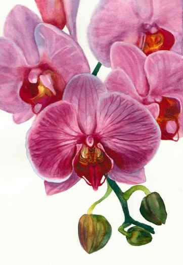 Orchid painting in watercolor, 8.5