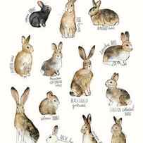 Rabbits and Hares by Amy Hamilton