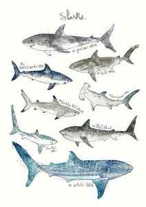 Shark Paintings