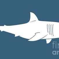 White Shark by Amy Kirkpatrick