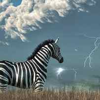 Zebra and Approaching Storm by Daniel Eskridge