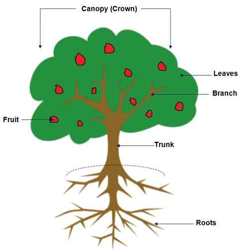 Drawing of a tree with all the parts of the tree labeled: Roots at the bottom of the tree, trunk is after the roots moving upward, branches grow off of the trunk, then you have the leaves that grow off of the branches, and then fruit and canopy.
