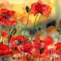 Sun Kissed Poppies by Suzann Sines