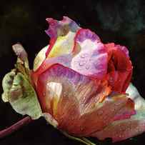 Open Pink Rose Bud by Doris Joa