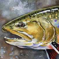 Brook Trout by David Rogers