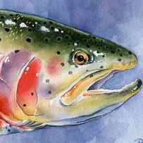 Rainbow Trout by David Rogers