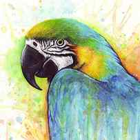 Macaw Watercolor by Olga Shvartsur