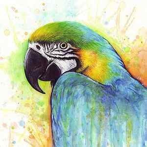 Wall Art - Painting - Macaw Watercolor by Olga Shvartsur