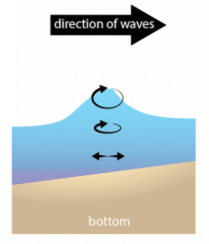 Fig. 4. As deep-water waves approach shore and become shallow-water waves, circular motion is distorted as interaction with the bottom occurs.</p>
<p>” width=”400″ height=”467″ /><br />
Image caption</p>
<p>Fig. 4. As deep-water waves approach shore and become shallow-water waves, circular motion is distorted as interaction with the bottom occurs.</p>
<p>Image copyright and source</p>
<p>Image by Byron Inouye via Exploring Our Fluid Earth</p>
<p>When a wave passes from deep water into shallow water, the wave begins to interacts with the seafloor and changes into a breaking wave, or breaker. The energy of the wave touches the ocean floor, causing the water particles to drag along the bottom and flatten their orbit (Fig. 4). Because of the friction of the deeper part of the wave with particles on the bottom, the top of the wave begins to move faster than the deeper parts of the wave. When this happens, the front surface of the wave gradually becomes steeper than the back surface. In essence, the amplitude increases (wave gets higher) and the wavelength decreases (waves are closer together), eventually leading to a breaking wave.</p>
<p>In some ways a breaking wave is similar to what happens when a person trips and falls. As a person walks normally, their feet and head are traveling forward at the same rate. If their foot catches on the ground, then the bottom part of their body is slowed by friction, while the top part continues at a faster speed (see Fig. 4.19). If the person’s foot continues to lag far behind their upper body, the angle of their body will change and they will topple over.</p>
<div class=