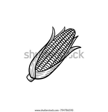 Corn Hand Drawn Vector Illustration Isolated Maize Sketch Vegetable Object Stock Vector Illustration of icon label 170729899