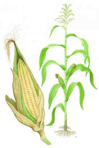 Corn Drawing Images Browse 164013 Stock Photos Vectors and Video Adobe Stock