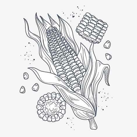 4210 How Draw Corn On Cob Images Stock Photos Vectors Shutterstock