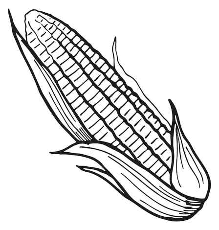 Ink sketch of corn Corncob and handful of corn kernels ink sketch of maize isolated on white background hand drawn vector CanStock