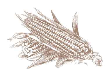 Corn Maize Sketch Engraving Vector Illustration by AlexanderPokusay