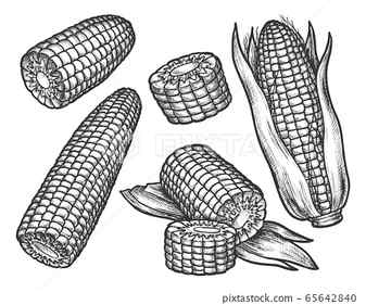 Sketch corn Hand drawn vintage drawing cereal Stock Illustration 62920765 PIXTA