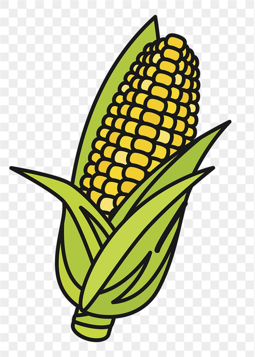 Corn Plant Corn plant Plant drawing Plant sketches