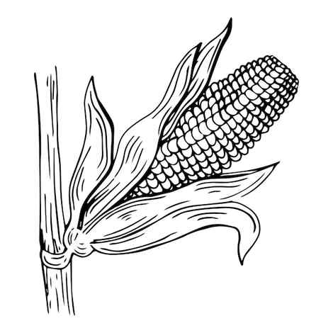 Corn Sketch Images Browse 17788 Stock Photos Vectors and Video Adobe Stock