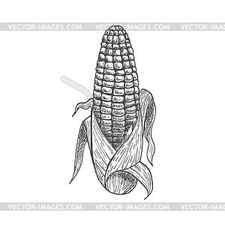Corn cob vegetable sketch Royalty Free Vector Image