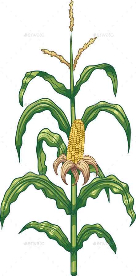 Corn Bunch Hand Drawn Vector Illustration Isolated Maize Sketch Vegetable Object Stock Vector Illustration of botany organic 171322555