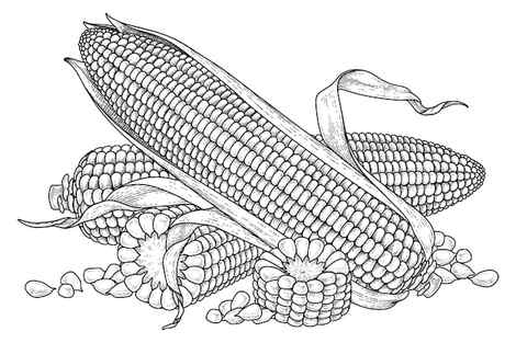 Corn cob with leaves sketch of maize vector clipart