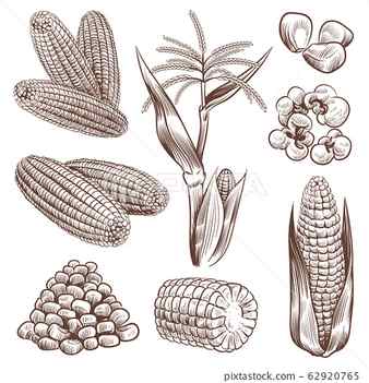 Maize Zea mays Biological drawing Resources for Biology Teaching by D G Mackean