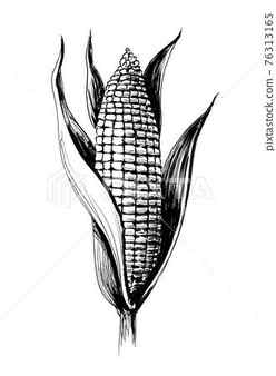 4208 Corn On Cob Drawing Images Stock Photos Vectors Shutterstock