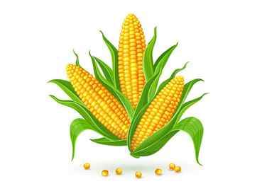 How to Draw Corn Step by Step Very Easy YouTube