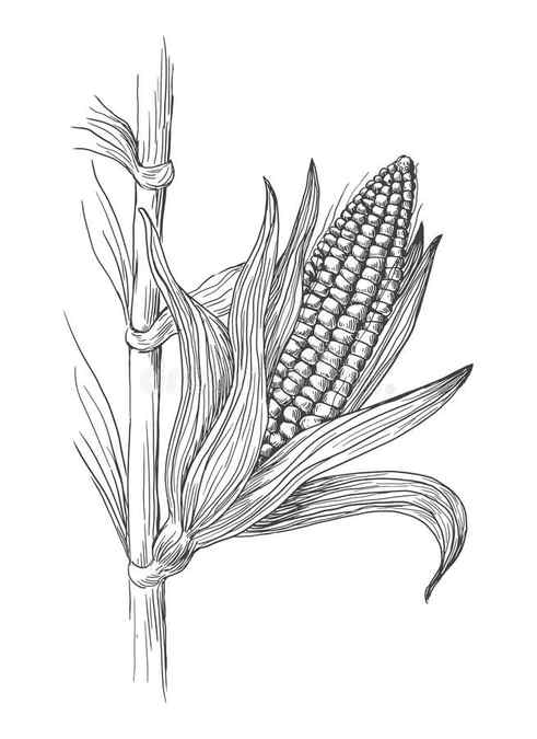 3900 Maize Plant Drawing Illustrations RoyaltyFree Vector Graphics Clip Art iStock