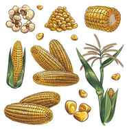 Sketch Corn Hand Drawn Vintage Drawing Cereal Plants Agriculture Maize Corn Cob And Grains Popcorn For Fast Food Packaging Menu Vector Set Stock Illustration Download Image Now iStock