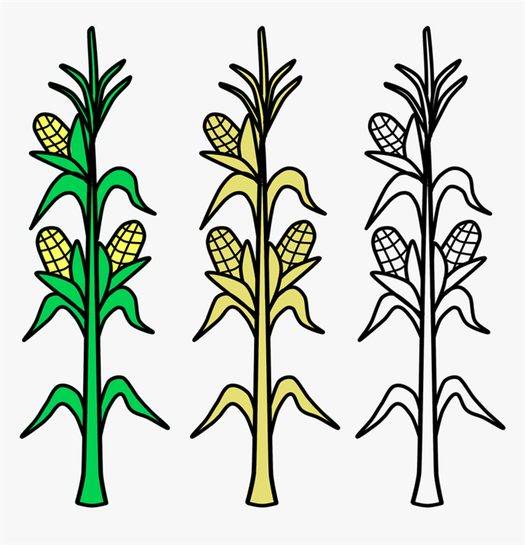 4897 Maize Drawing Images Stock Photos Vectors Shutterstock