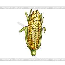 Maize cereal grain vector isolated corn cob sketch Vector sweetcorn with green leaves Stock Vector Image Art Alamy