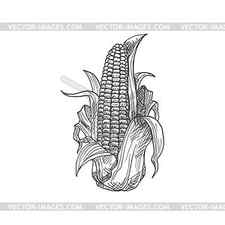 Corn Drawing Skill