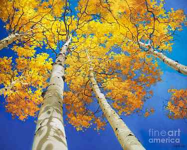 Wall Art - Painting - Autumn Aspen Canopy by Gary Kim