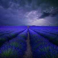 Wetter Im Lavendelfeld by Franz Schumacher